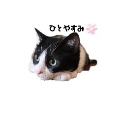 [LINEスタンプ] はちわれのももちゃん
