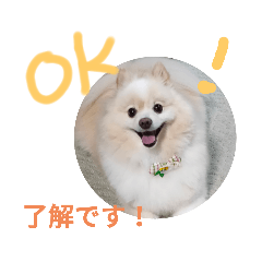 [LINEスタンプ] ポメラニアンジェミ