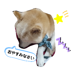 [LINEスタンプ] 柴犬げんちゃん♪