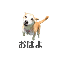 [LINEスタンプ] チャヌピ②