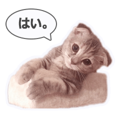 [LINEスタンプ] さくらちゃん(猫)のスタンプ