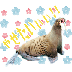 [LINEスタンプ] 女子のための動物園あにまるず