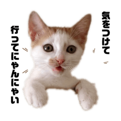 [LINEスタンプ] monakaneko2