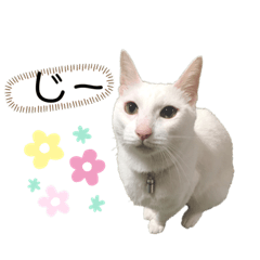 [LINEスタンプ] 白玉のきもち