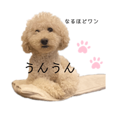 [LINEスタンプ] フーちゃんの日常スタンプ2