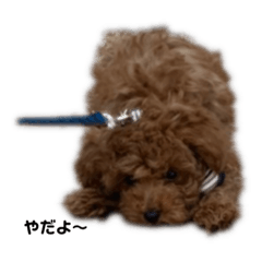 [LINEスタンプ] トイプードルの茶々丸
