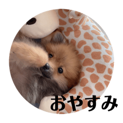 [LINEスタンプ] ポメのくーちゃん