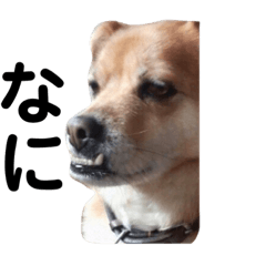 [LINEスタンプ] ギャンかわ犬まる#1