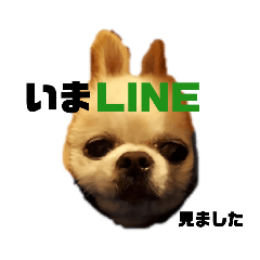 [LINEスタンプ] 日本一のチワワなLEON君