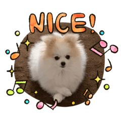 [LINEスタンプ] ポメラニアン フェイちゃん❤️