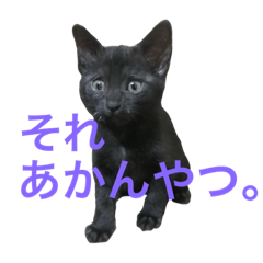 THE 猫with関西弁③