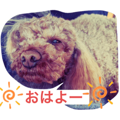 [LINEスタンプ] The Don_2