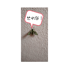 [LINEスタンプ] みーきょスタンプ4