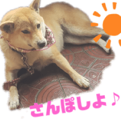 [LINEスタンプ] ブサカワ柴犬きなこスタンプ