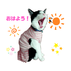 [LINEスタンプ] にゃん吉の朝