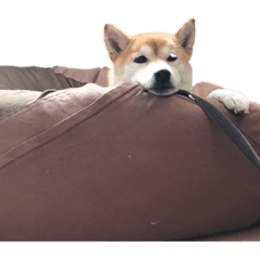 私の家の柴犬ちゃん