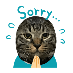 [LINEスタンプ] 吉澤家のねこたち