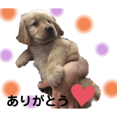 [LINEスタンプ] 多頭飼い 日常☆ アラン