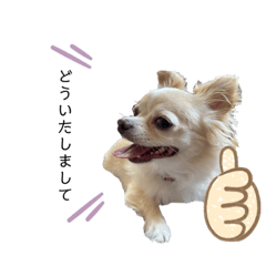 [LINEスタンプ] 天野家のこむぎさん。2