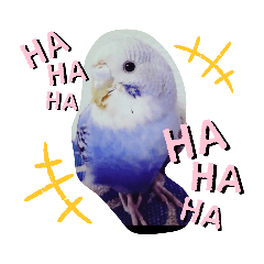 [LINEスタンプ] セキセイインコと猫2