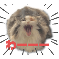 [LINEスタンプ] 猫のシャネルのスタンプ2