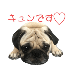 [LINEスタンプ] パグのぺったんスタンプ2