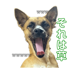 [LINEスタンプ] 紅だぉPart2