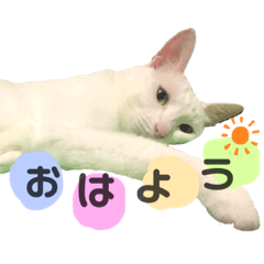 [LINEスタンプ] 白玉さんのきもち②