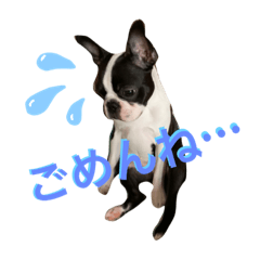 [LINEスタンプ] ちょこたん＆ひめたん