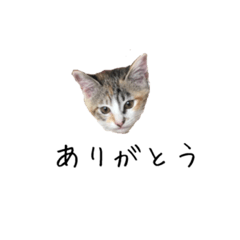 [LINEスタンプ] 三毛猫みおん