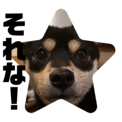 [LINEスタンプ] 黒豆柴ゆきんこ