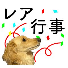 [LINEスタンプ] レアな行事を祝う犬の画像（メイン）