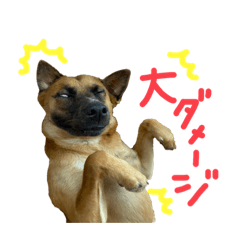 [LINEスタンプ] 紅だぉPart1