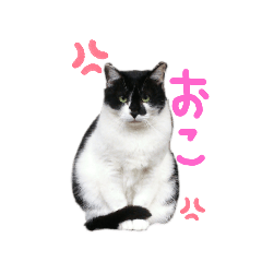 [LINEスタンプ] 我が家のにゃんたち
