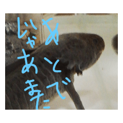[LINEスタンプ] ウっちゃんとゆかいな仲間たち3匹