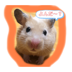 [LINEスタンプ] 我が家のとんすけ
