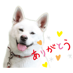 [LINEスタンプ] 紀州犬ハク