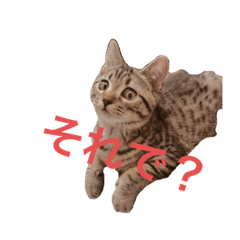 [LINEスタンプ] 猫のぷく