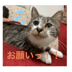 [LINEスタンプ] ミーハー猫 ししゃも