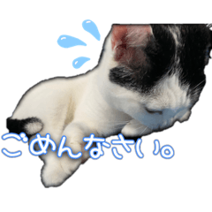 [LINEスタンプ] たまおの会話
