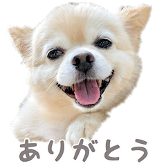 [LINEスタンプ] ポメチワのべるちゃん