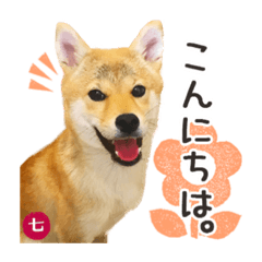 [LINEスタンプ] 毎日つかえる 柴犬の七①