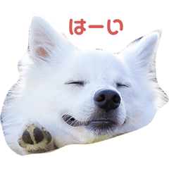 [LINEスタンプ] ピートくんスタンプ第1弾