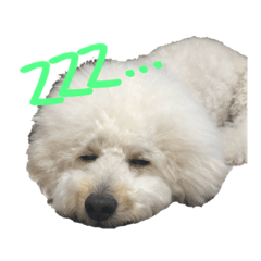 [LINEスタンプ] トイプールイくんのスタンプ