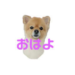 [LINEスタンプ] あゆみのにちじょう