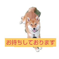 [LINEスタンプ] 柴ちゃんすたんぷ