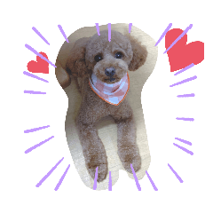 [LINEスタンプ] トイプードルの日常 オムちゃん