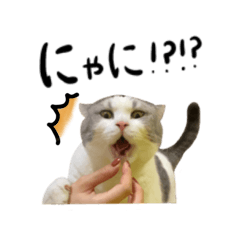 [LINEスタンプ] にゃんにゃん4ズ