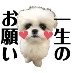 [LINEスタンプ] みんなのチャイ