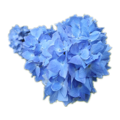 [LINEスタンプ] かわいい お花